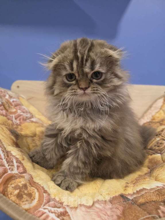 Кошки в других городах Московской области: Шотландские длинношёрстные котята Мальчик, 50 000 руб. - фото 8