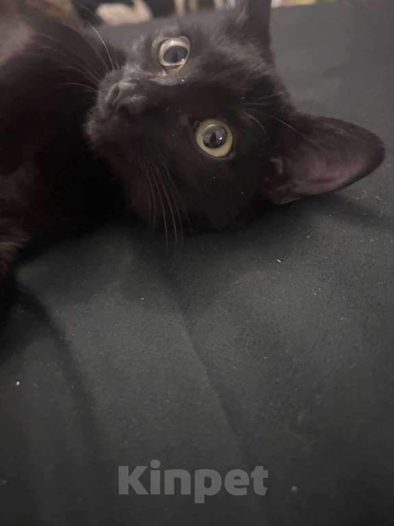 Кошки в Иркутске: Кошечка в добрые руки Девочка, Бесплатно - фото 3