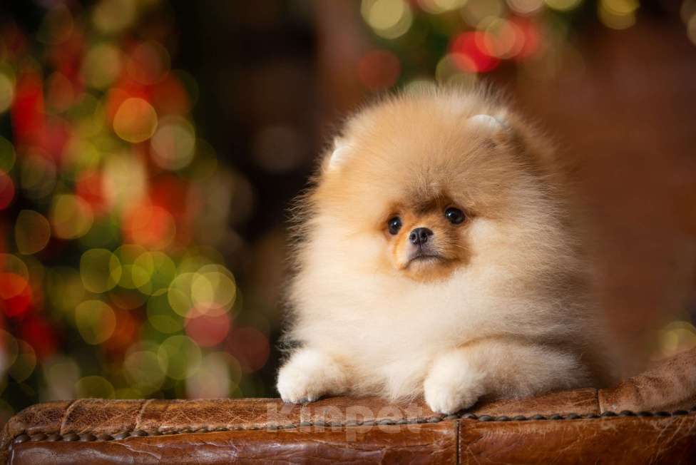 Собаки в Сосновом Бору: Мальчик Жан Поль ( РКФ) Мальчик, 180 000 руб. - фото 5