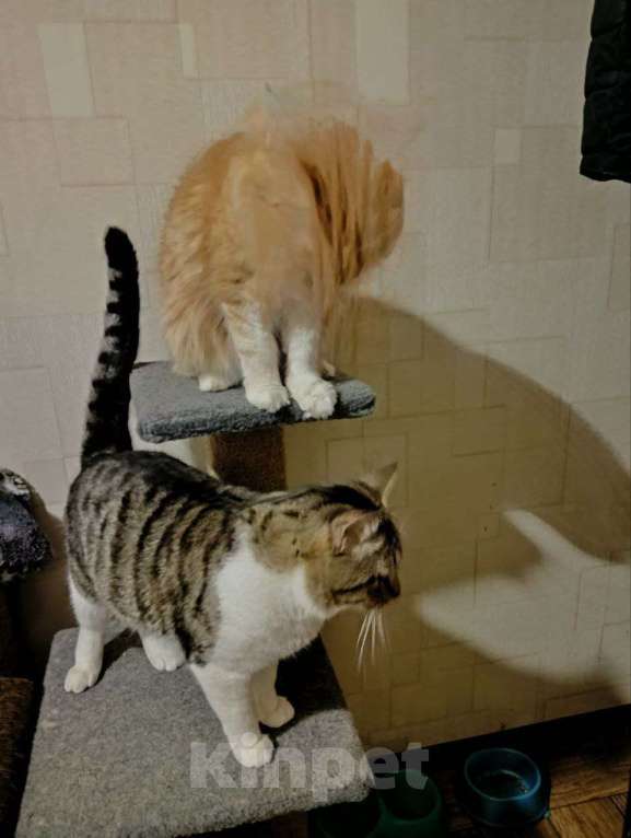 Кошки в Москве: Потерялся Кот,кличка Крис Мальчик, 1 000 000 руб. - фото 3