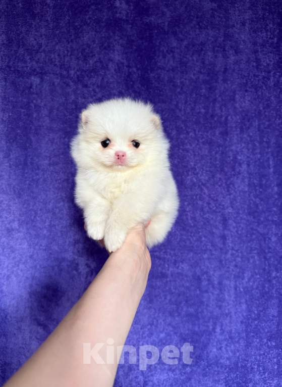 Собаки в Москве: Девочка Девочка, 18 000 руб. - фото 1