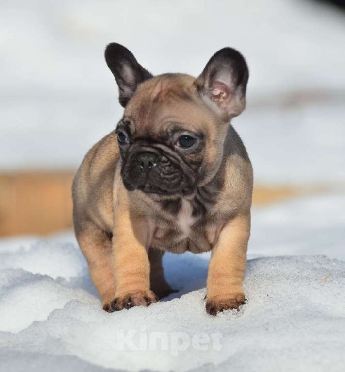 Собаки в Старом Купавне: Пуговка Девочка, 60 000 руб. - фото 1