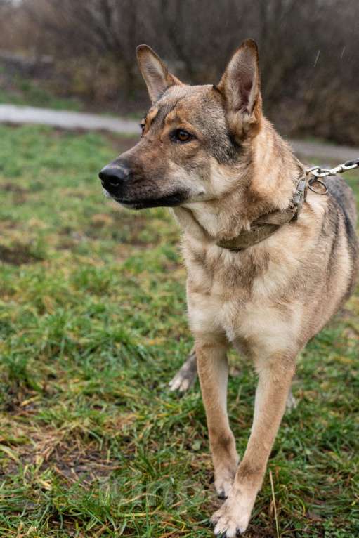 Собаки в Москве: Нежная скромная Дарина Девочка, Бесплатно - фото 10