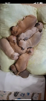 Щенки чихуахуа