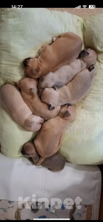 Собаки в Томске: Щенки чихуахуа Девочка, 25 000 руб. - фото 1