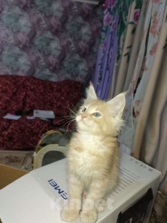 Кошки в Кемерово: Котята мейн-кун  Мальчик, 7 000 руб. - фото 2