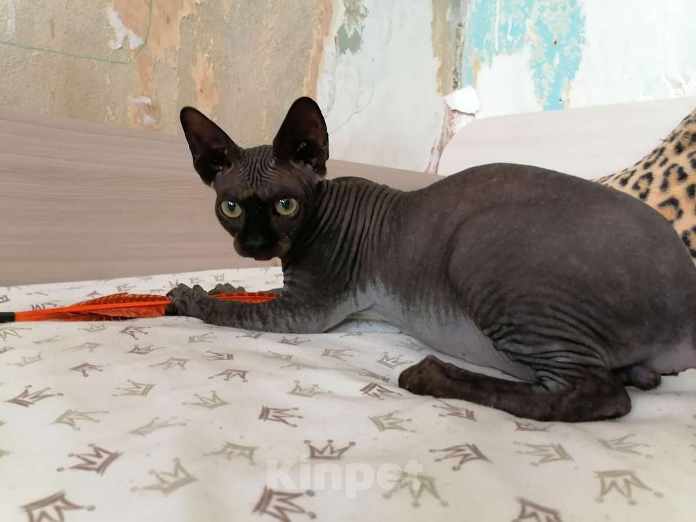 Кошки в Нижнем Новгороде: Шоколадный котик Мальчик, 15 000 руб. - фото 2