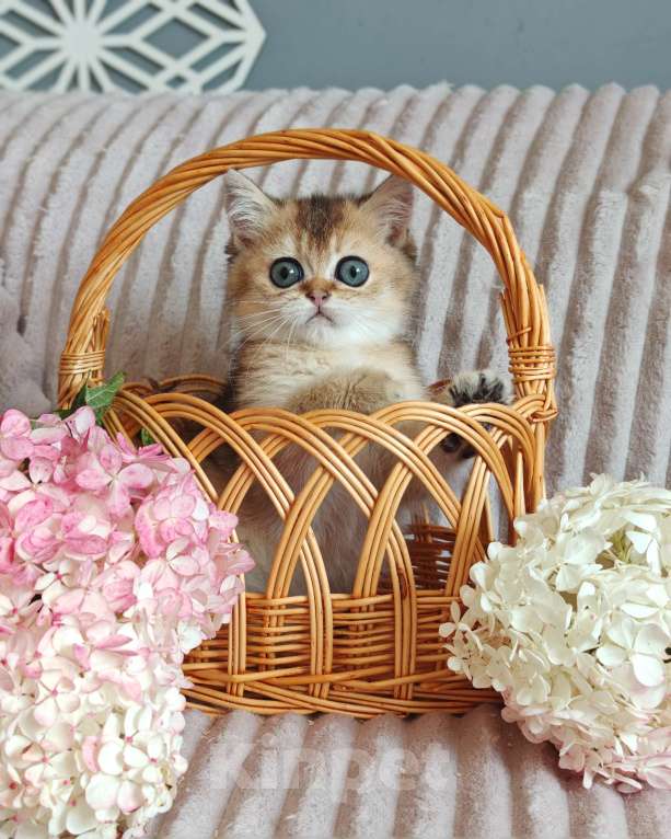 Кошки в Москве: Золотая шиншилла Девочка, 70 000 руб. - фото 3