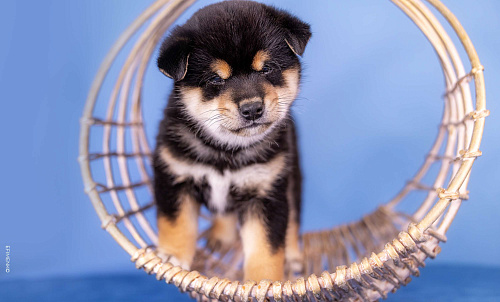 Щенки сиба-ину — мальчик и девочка. Можно бронировать!