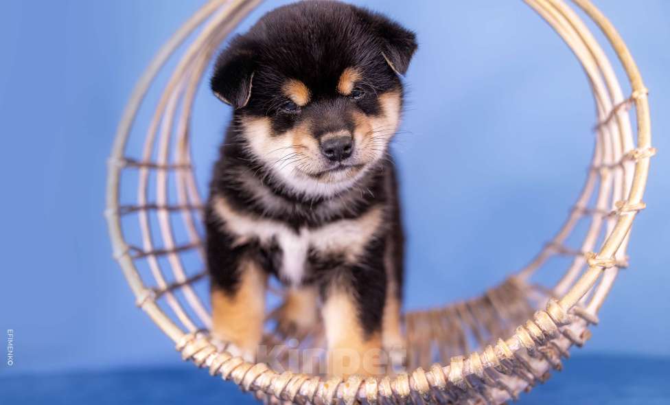 Собаки в Казани: Щенки сиба-ину — мальчик и девочка. Можно бронировать! Девочка, 90 000 руб. - фото 1