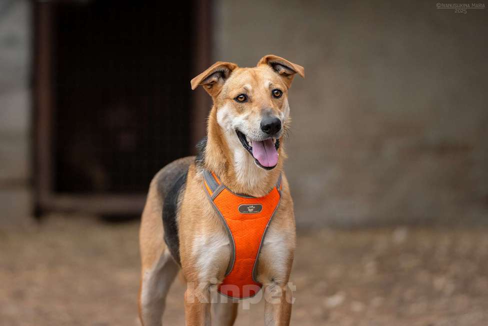 Собаки в Москве: Рональдо - с тонкой душевной организацией Мальчик, Бесплатно - фото 2