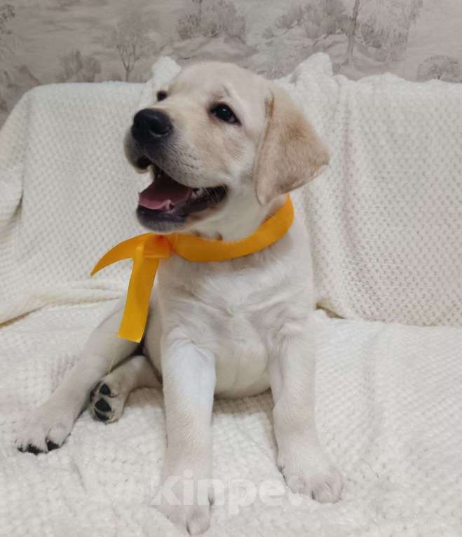 Собаки в Тюмени: Щенки лабрадор ретривер Мальчик, 35 000 руб. - фото 1
