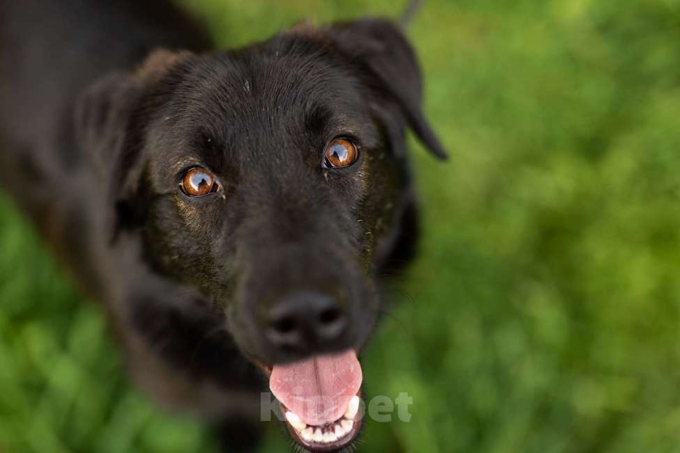 Собаки в Москве: Найт Мальчик, Бесплатно - фото 9