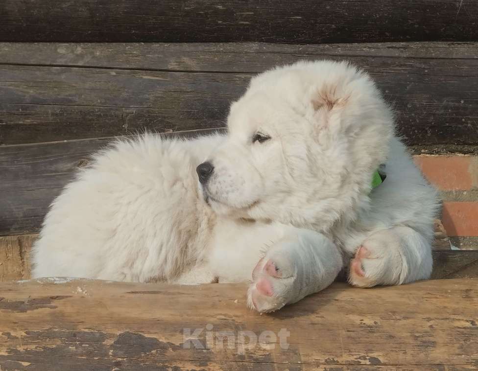 Собаки в Пскове: Белый мишка. Мальчик, 70 000 руб. - фото 2