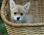 Собаки в Волгограде: милашки корги Мальчик, 50 000 руб. - фото 2