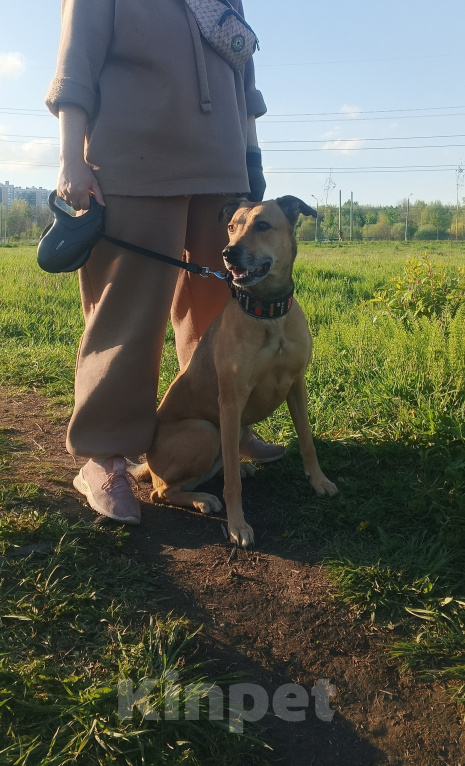 Собаки в Санкт-Петербурге: Отдам хорошую собаку в добрые руки Девочка, Бесплатно - фото 7