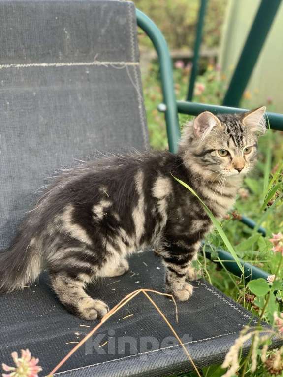 Кошки в Перми: Сибирский котик Мальчик, 45 000 руб. - фото 2