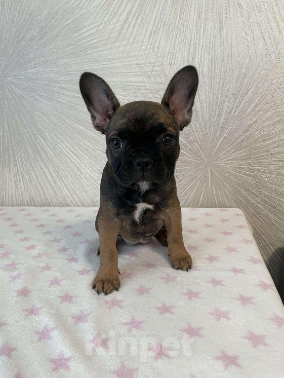 Собаки в Тюмени: Французский бульдог  Девочка, 20 000 руб. - фото 2