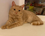 Кошки в Раменском: солнышко с янтарными глазами - котик Рыжик Мальчик, Бесплатно - фото 2