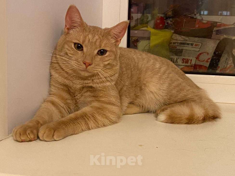 Кошки в Раменском: солнышко с янтарными глазами - котик Рыжик Мальчик, Бесплатно - фото 2