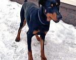 Собаки в Москве: Молодой домашний пес Гесс породы доберман в добрые руки Мальчик, 10 руб. - фото 6