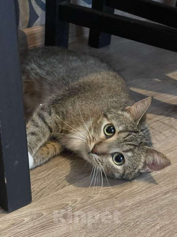 Кошки в Санкт-Петербурге: Нежная кошечка Тася Девочка, Бесплатно - фото 4