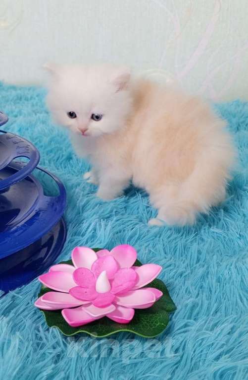 Кошки в Екатеринбурге: Котик  Мальчик, Бесплатно - фото 2