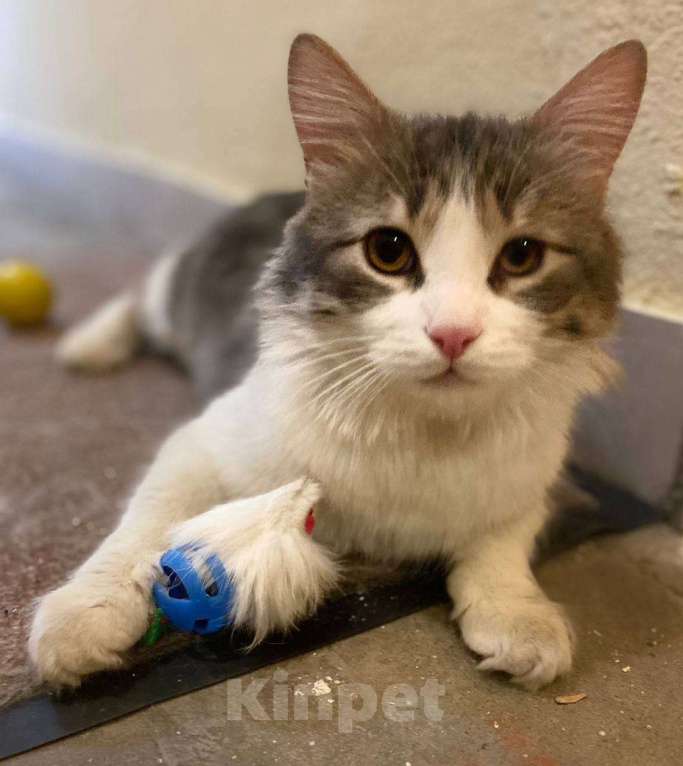 Кошки в Москве: Зефир Мальчик, Бесплатно - фото 8