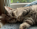 Кошки в Санкт-Петербурге: Британская кошка (метис) Девочка, Бесплатно - фото 2
