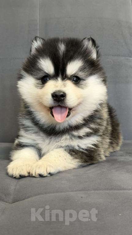 Собаки в Санкт-Петербурге: Мальчик помски Мальчик, 50 000 руб. - фото 2