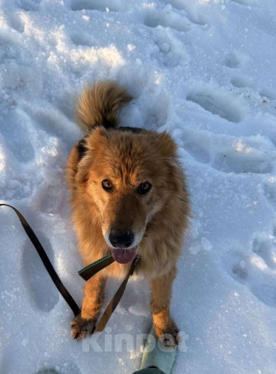 Собаки в Воскресенске: Сладкая булочка с корицей Мальчик, Бесплатно - фото 5