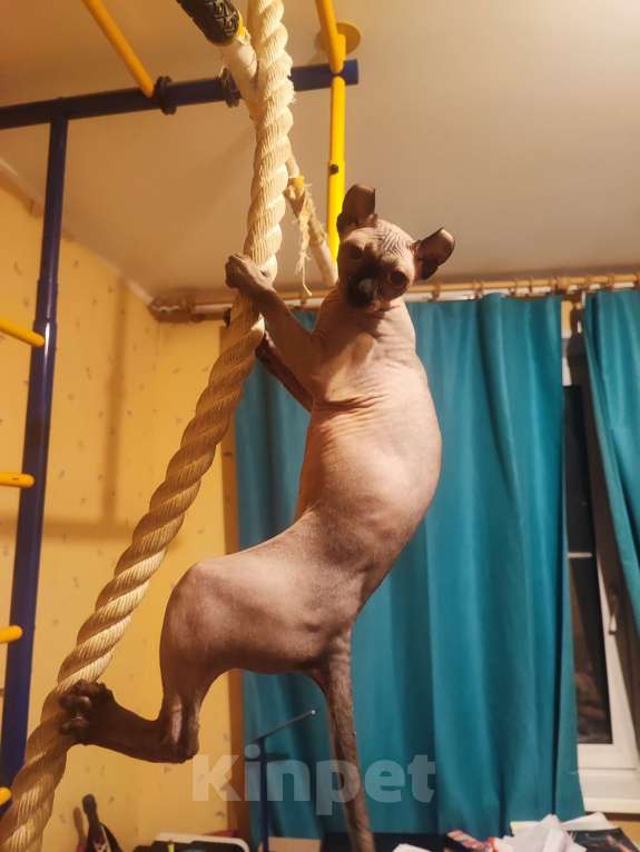 Кошки в Москве: Ищем кота породы Эльф для вязки Девочка, Бесплатно - фото 6