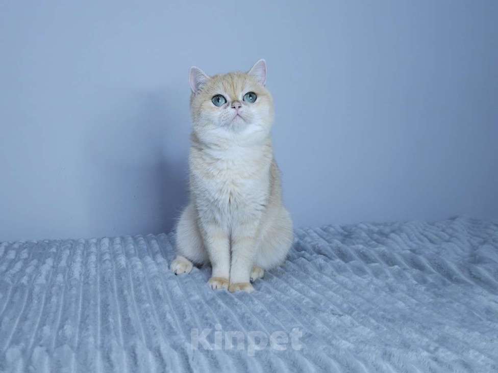Кошки в Москве: Кошка британская золотая шиншилла  Девочка, 40 000 руб. - фото 1