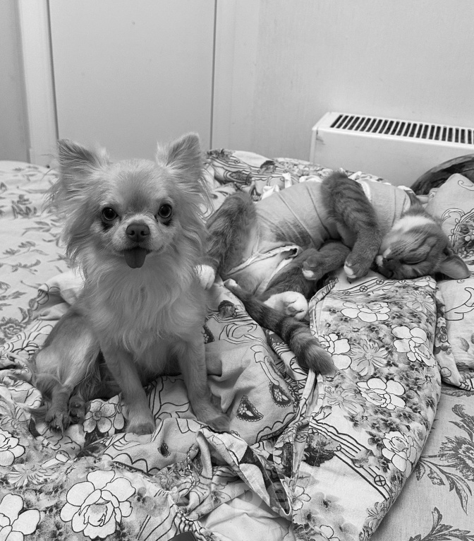 Собаки в Москве: Мини чихуахуа на вязку Мальчик, Бесплатно - фото 10