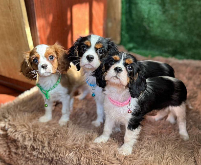 Кавалер кинг-чарльз-спаниель, щенок