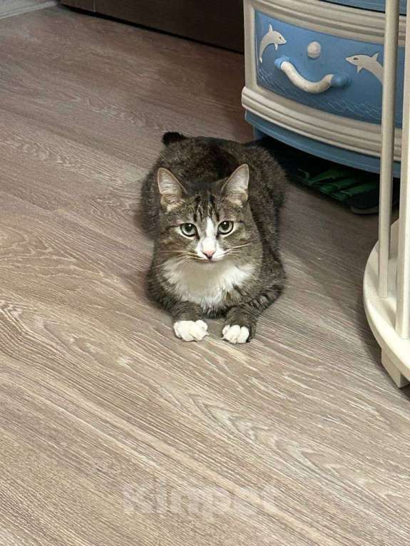 Кошки в Рязани: 🌟 ПОМОГИТЕ НАМ НАЙТИ НОВЫЙ ДОМ ДЛЯ ВАШЕГО КОТА! 🌟 Мальчик, Бесплатно - фото 3