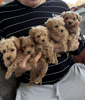 Объявление: Мальтипу мальчики и девочка, 40 000 руб., Москва