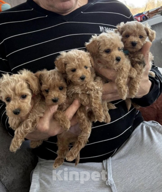 Собаки в Москве: Мальтипу мальчики и девочка Мальчик, 40 000 руб. - фото 1
