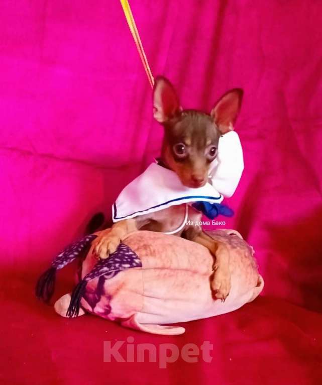 Собаки в Москве: Той терьер Шоколадый мальчик  Мальчик, 50 000 руб. - фото 2