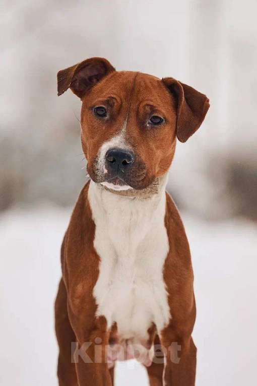 Собаки в других городах Московской области: Юнити стаффордшир из Якутска Девочка, Бесплатно - фото 5