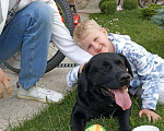 Собаки в Ярославле: Кобель для вязки Мальчик, Бесплатно - фото 1