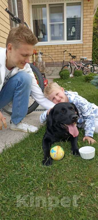 Собаки в Ярославле: Кобель для вязки Мальчик, Бесплатно - фото 1