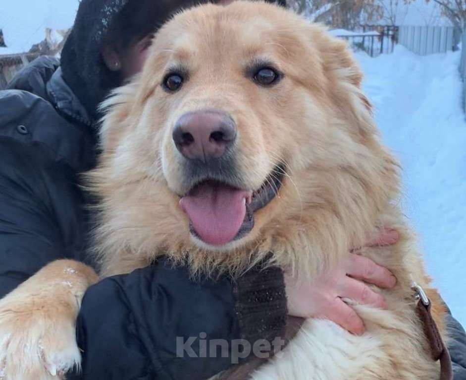 Собаки в Москве: Мягкий и пушистый Лучик ищет дом! Мальчик, Бесплатно - фото 1