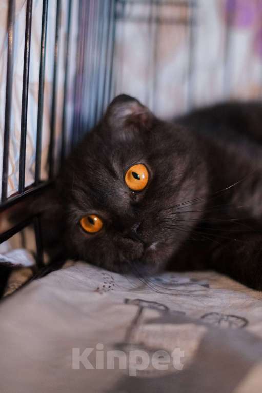 Кошки в Санкт-Петербурге: Лилу из приюта в добрые руки Девочка, Бесплатно - фото 10