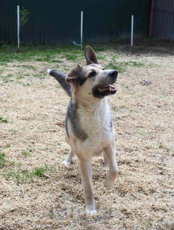 Собаки в Люберцах: Ищет дом чудесный Малыш Мальчик, Бесплатно - фото 2