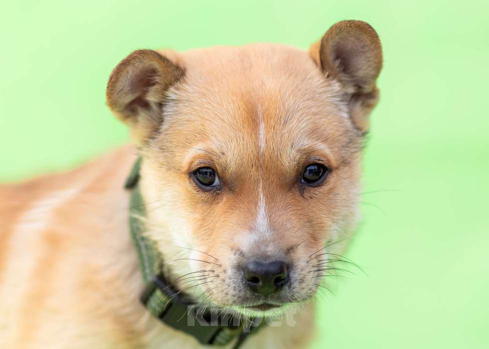 Собаки в других городах Московской области: Щенок Грэй в добрые руки Мальчик, Бесплатно - фото 1