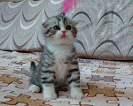 Кошки в Красногорске: Элитные шотландские котята Мальчик, 15 000 руб. - фото 2