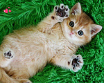 Кошки в Дмитровске: Британские котята золотая шиншилла, 20 000 руб. - фото 1