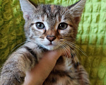 Кошки в Семенове: Шотландские котята, Бесплатно - фото 3