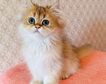 Кошки в Санкт-Петербурге: Золотой британчик Мальчик, 22 000 руб. - фото 3